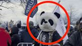 FBI Arrests 'Sedition Panda' Who Stormed Capitol On Jan. 6, 2021, In Costume