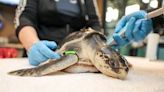 New England Aquarium treating more than 200 sea turtles amid annual stranding season