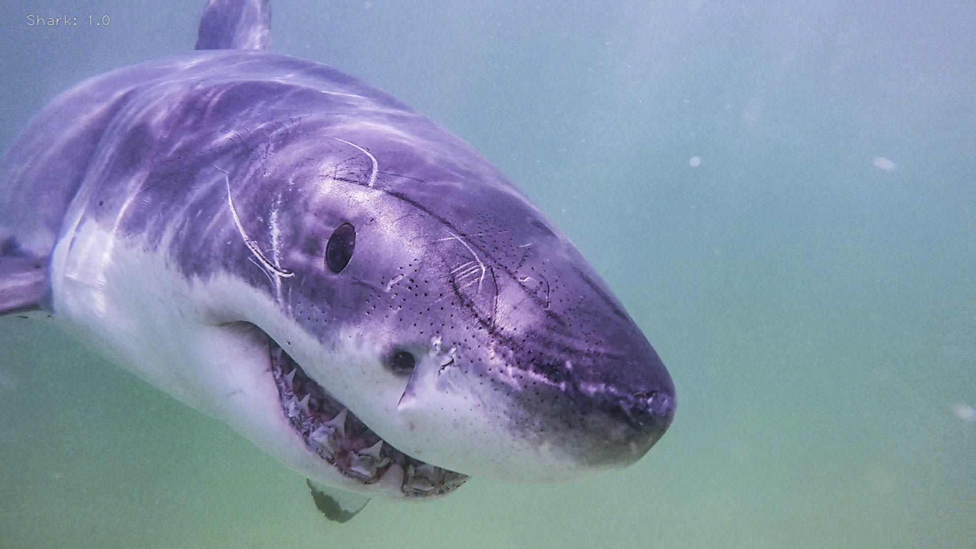 Shark Week: 'Great White North' explores possible great white shark hot spot in Nova Scotia