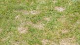 Stop lawn turning 'yellow and straw-like' by avoiding common gardening mistakes