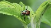 In gardens across Minnesota, the beetle battle begins