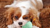 ...Dog Toy with Thousands of 5-Star Reviews Is Coming for Lamb Chop’s Throne — Pet Parents Say It’s ‘A Perfect ...