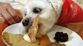 Thanksgiving Foods You Should Never Feed Your Dog