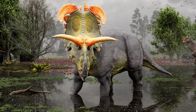 Lokiceratops, a ‘remarkable’ new dinosaur species, has been found in Montana, researchers say