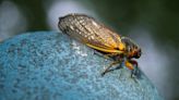 When will cicadas arrive in Delaware this year? Here's what you need to know