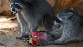 De mango para el chango: Zoológico de Yucatán refresca a animales con paletas de hielo