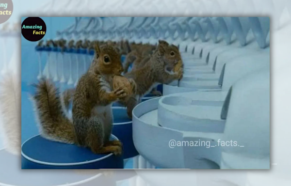 Fact Check: Posts Say Real Squirrels Were Trained to Crack Nuts in 'Charlie and the Chocolate Factory.' Here's What We Found
