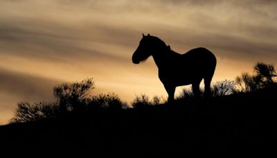 BLM seeks input on removal of wild horses near California border