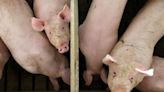 Appeals court reinstates two Iowa 'ag-gag' laws criminalizing trespass on hog farms