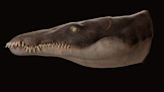 Jurassic pliosaur 'megapredator' was a giant 'sea murderer'