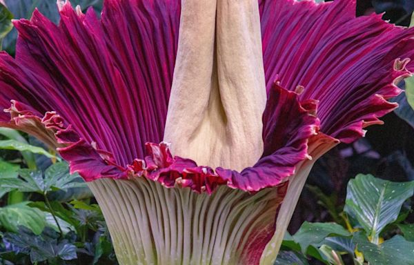 Stinkin' good news: corpse flower blooming at San Diego Botanic Garden