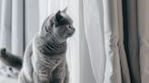 ¿Qué puede hacer para que su gato no se orine en las cortinas?