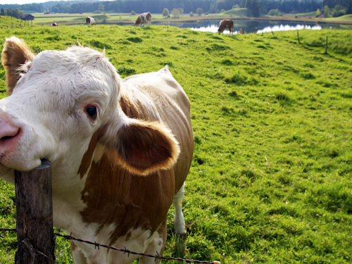 5 Signs of a Happy Cow Is a Reminder They’re Just Big Grass Puppes