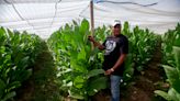 Cuba tobacco farmers recuperate after ruinous Hurricane Ian