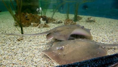 Charlotte the stingray still has not given birth. Was ‘miracle pregnancy’ a hoax?