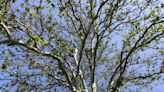 Fungal disease affecting trees throughout Ogden, Northern Utah