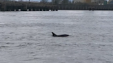 Dolphins spotted again in Thames as RNLI lifeboat crew reports 'calf with two adults'