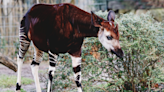 Cincinnati Zoo Shares Video of Excited Okapi Calf Exploring Outdoors for the First Time