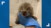 'Precious babies' | Three lynx kits born at John Ball Zoo