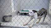 Augusta volunteer, officials question need for Best Friends at animal shelter