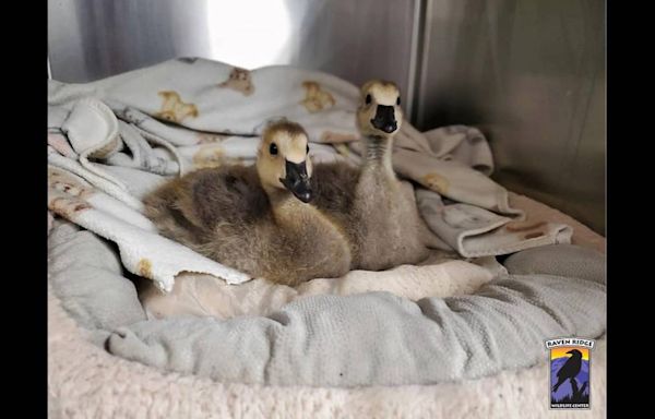 Two baby geese recovering after driver purposely hits goose family, PA officials say