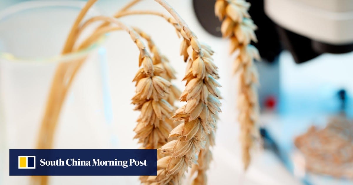 China fast-tracks edited wheat genome in food security drive