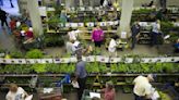 Plant sales: A perennial favorite for great bargains and great gardening advice