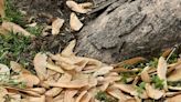 Are all those helicopter seeds in your yard making your head spin? It's been one of those years for maple trees in Green Bay