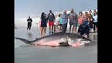 Great white shark weighing 1,500 pounds washes onto Florida beach, photos show