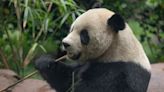 San Diego Zoo releases 1st video of new pandas from China