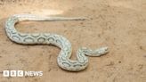 Bangladesh reels from surge in snake bites