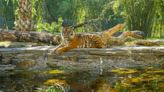 Jacksonville Zoo and Gardens announces the death of Sumatran tiger Lucy