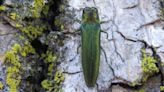 Emerald Ash Borer Detected In Washburn, Taylor Counties