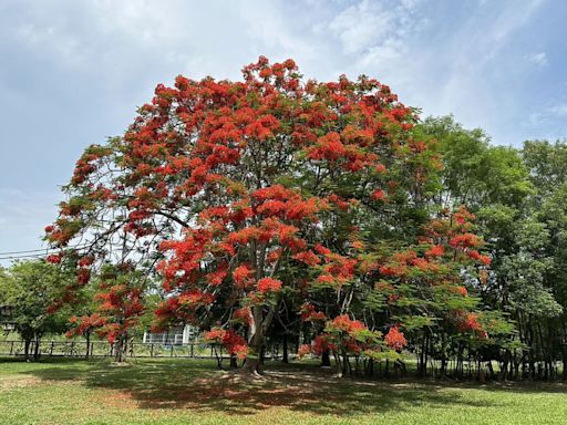 台南水道博物館又到鳳凰花季 樹群熱情豔紅花傘吸睛