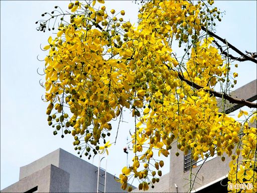 阿勃勒下「黃金雨」 來屏東賞花旅行