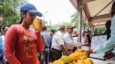 Mango tastes sour this summer as wholesale price sizzles at Rs 48.5 a kg, up 20.7%