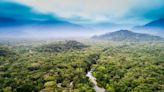 Raised bogs can store 13 times the carbon of Amazon rainforest