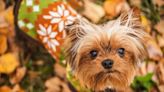 Adorable Yorkie's Affinity for His 'Pumpkin House' Is Too Cute