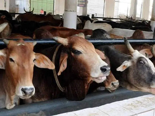 Rajasthan govt plans to hike cow protection cess on liquor from 20% to 25% | Jaipur News - Times of India