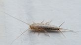 What are silverfish? The tiny insects that could infest UK homes this winter