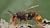 'A deadly predator': 2nd yellow-legged hornet nest found in Savannah area