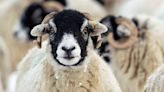 Bluetongue farm virus warning for sheep and cattle as midges blown into UK