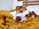 Do dogs dream? The answer might make you appreciate your pup even more.