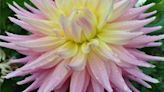 Welcome Mat: Dahlia Tuber and Plant Sale on May 4