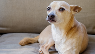 Man’s Elaborate Early Bedtime Routine for His Senior Chihuahua Is So Bougie