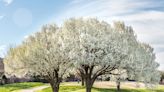 Missouri will help replace your smelly Bradford pear trees