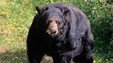 Woman Found Dead in 2023 Was California’s First Fatal Black Bear Attack Victim