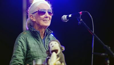 Savers warned of pensions impact on deforestation in Jane Goodall ad campaign