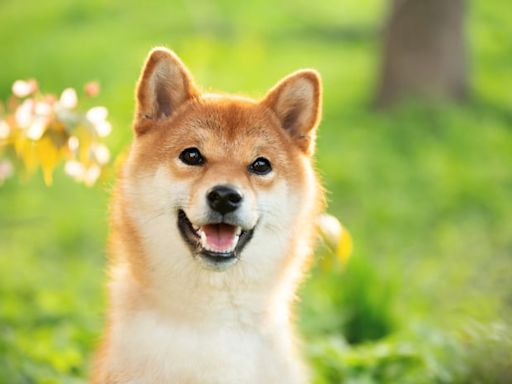 Is Shiba Inu a Good Buy While It Trades Below $0.01?