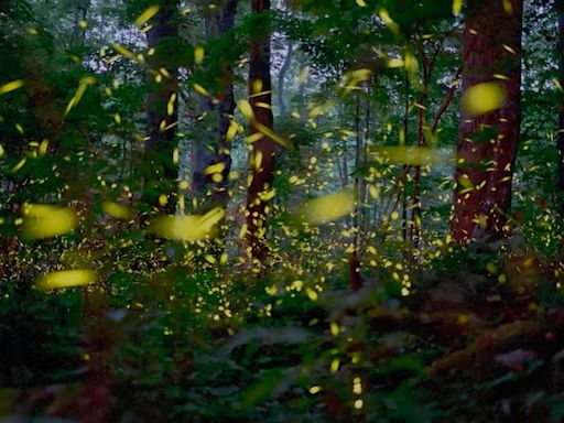 Synchronous fireflies lottery for Great Smoky Mountains National Park is set. What to know